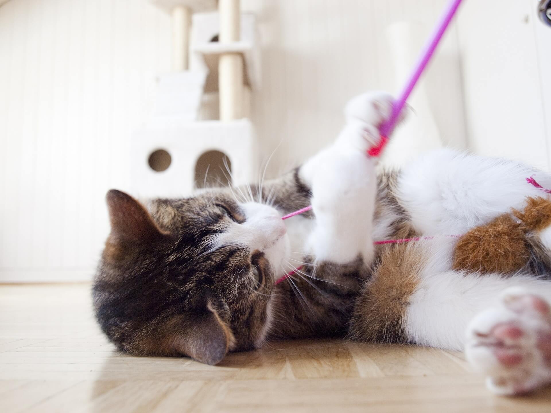 Best Petfoods genoeg beweging voor je binnenkat