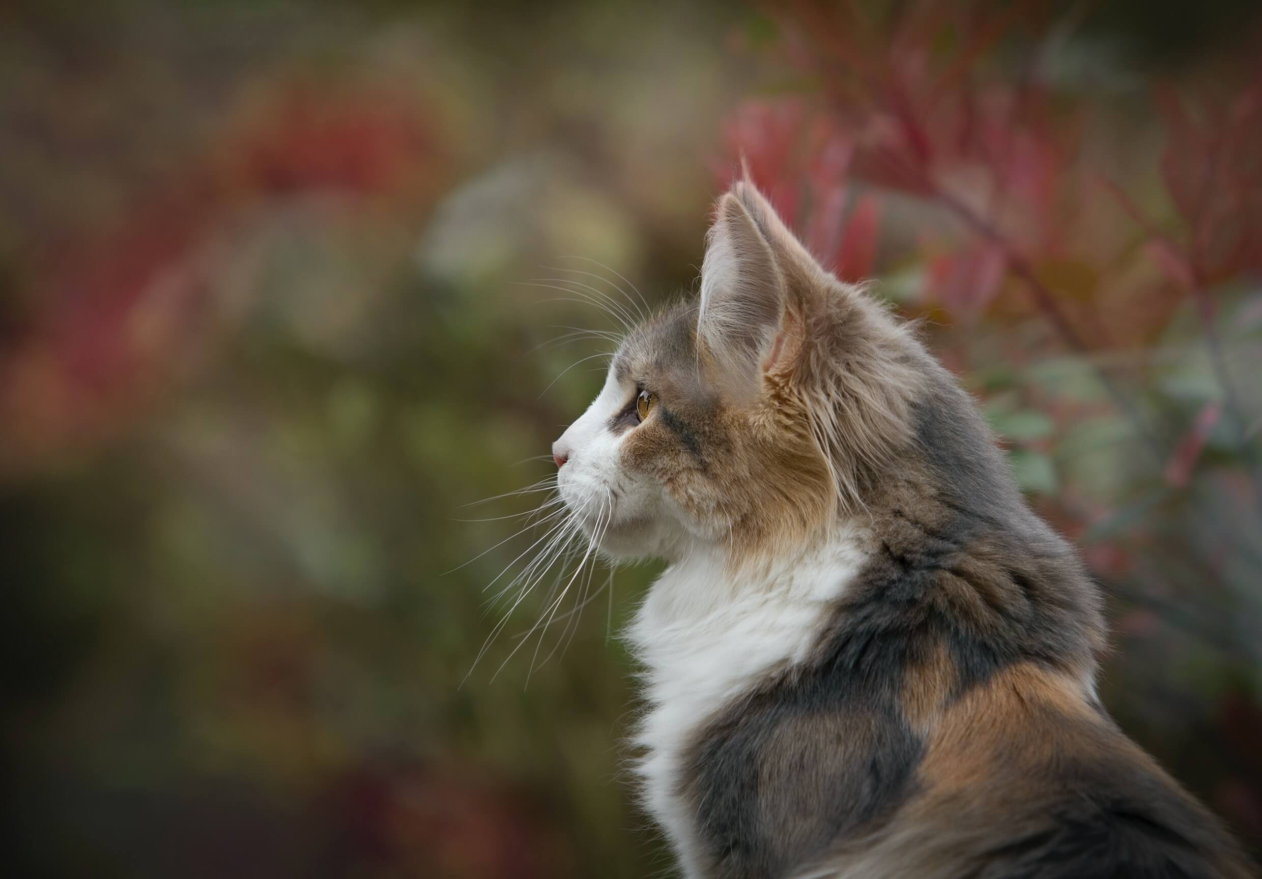 Onnodige toevoegingen in de basis van kattenvoeding