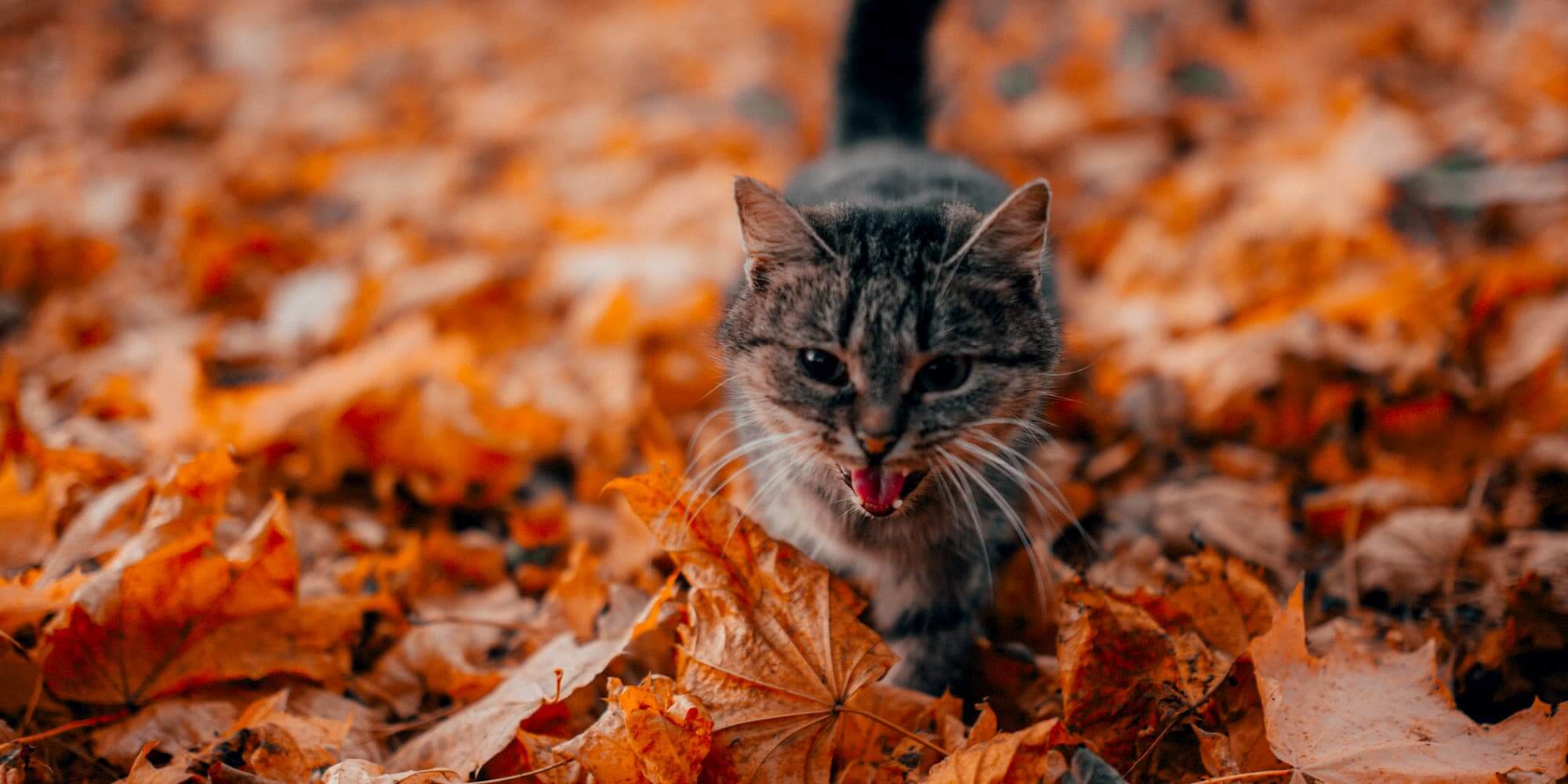 Herfsttips voor je kat: spelen met bladeren