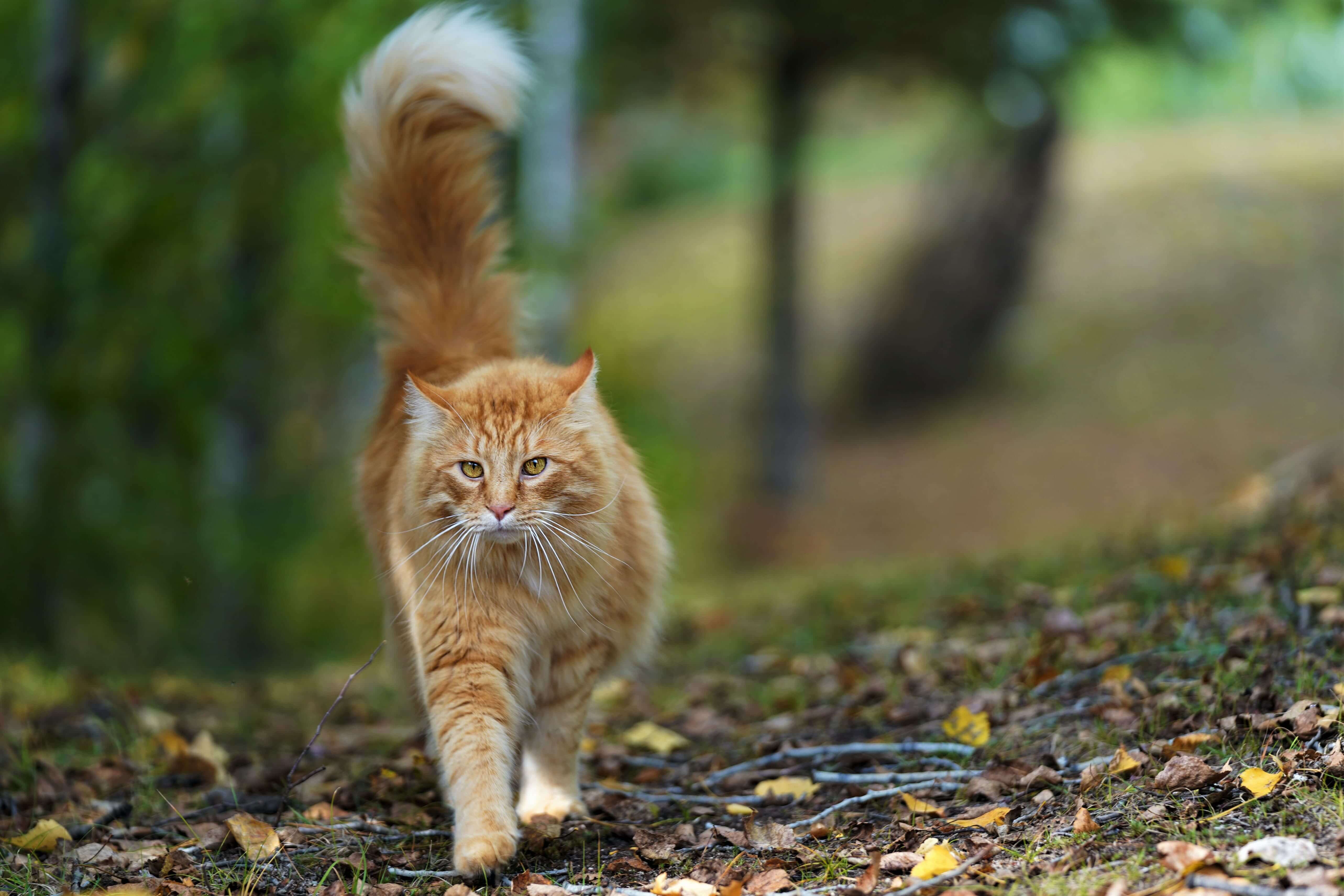 Herfsttips voor je kat: gevaren van de herfst