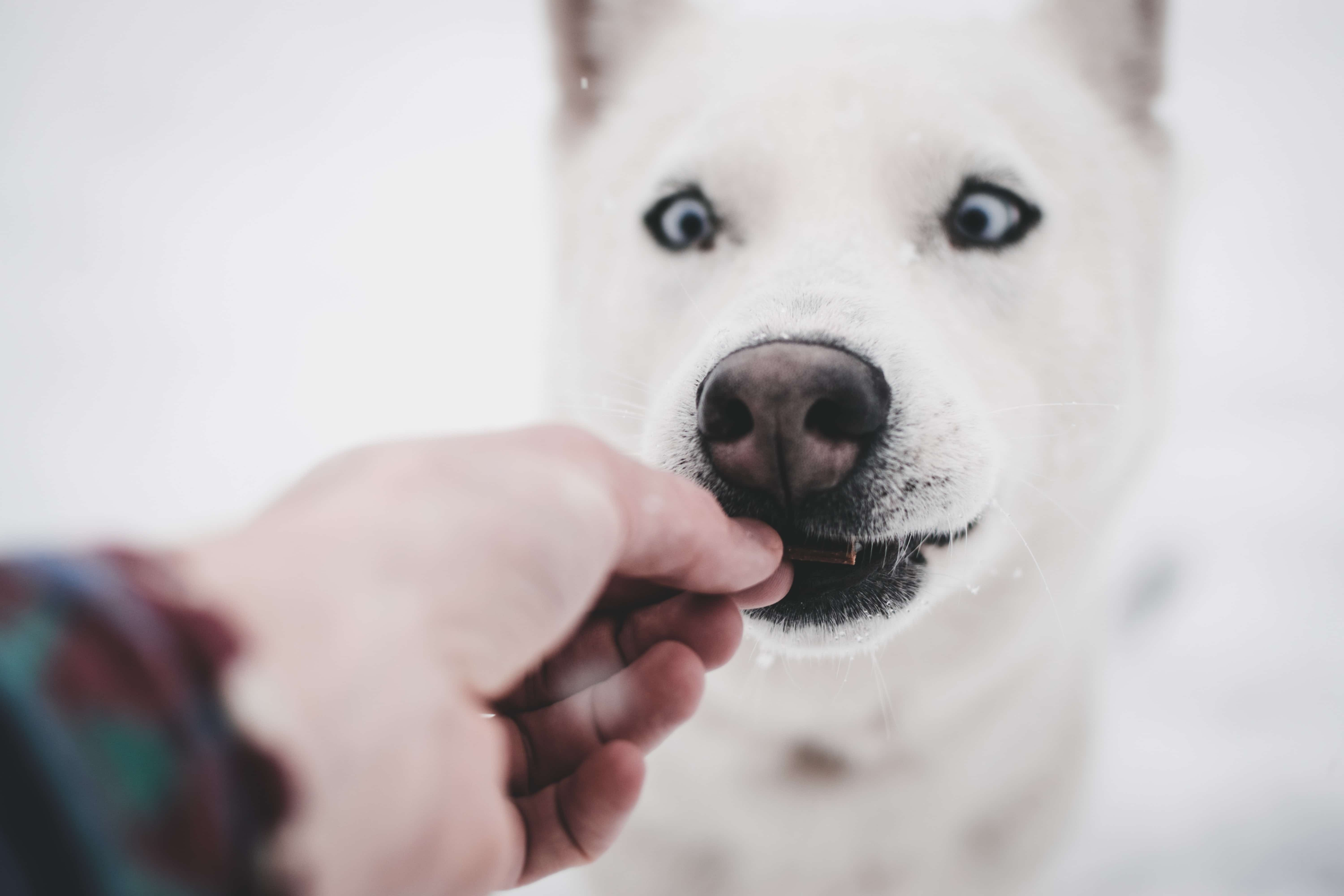 Kerstcadeaus voor je hond